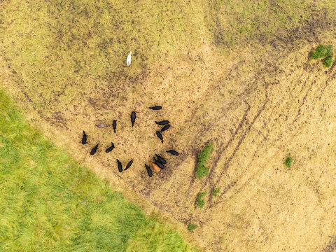 Aerial view of a herd of cows grazing in a grassy field in Porto Formoso, Acores, Portugal.