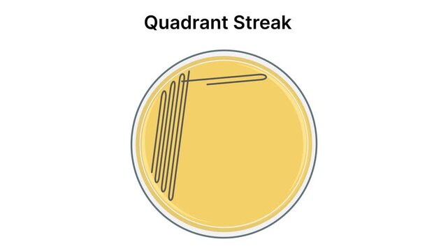 Animated Quadrant Streak Plate Method Motion Graphic for Microbiology Bacteria Inoculation