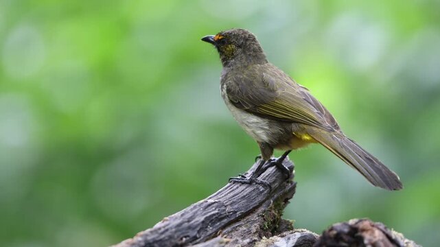 The orange-spotted bulbul (Pycnonotus bimaculatus tenggerensis) is a species of songbird in the bulbul family of passerine birds. This photo was taken in Java island, Indonesia.