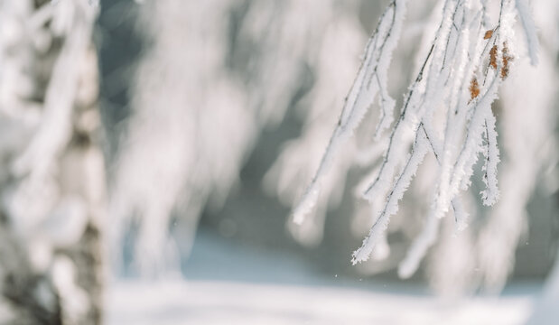 Frost-covered branches with soft snowy bokeh, elegant winter nature background.