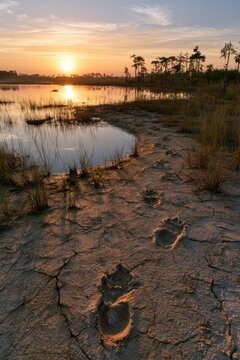 Drought-era Everglades wetlands: tracks leading to a scarce waterhole at first light