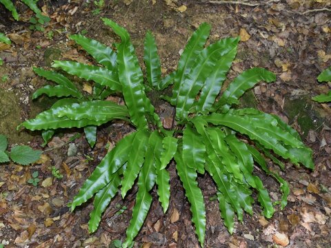 Touffe d' Aspl&eacute;nie Scolopendre, Hart's-tongue fern (Asplenium scolopendrium) croissant dans une clairi&egrave;re humide. 
