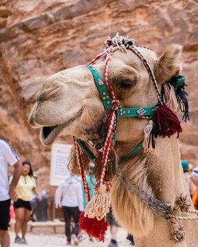 Wadi Musa, Ma'an Governorate, Jordan - 15 August 2023: View of a camel with colorful tassels and a bridle, standing in the rocky desert landscape near the historic site of Petra.
