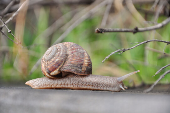 A close-up photo of a snail. The snail is crawling in the park.