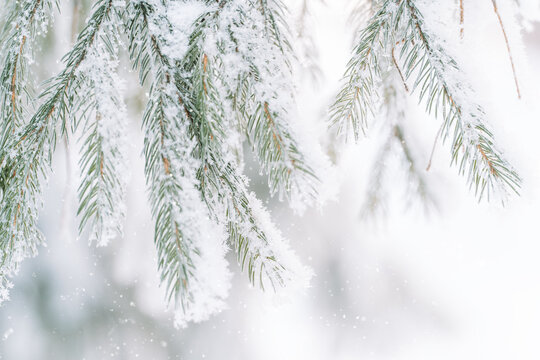 Frosted fir branches against bright snowy backdrop, minimal Christmas winter background.