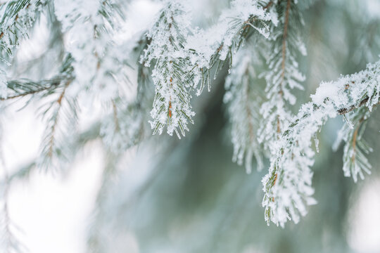 Delicate evergreen branches covered with hoarfrost, soft blue winter nature background.