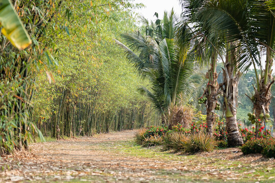 Countryside gravel road between bamboo grove and coconut palm trees plantation on farm in Thailand, rural roadway along farm fields and bamboo forest in Thai village, tropical country landscape.