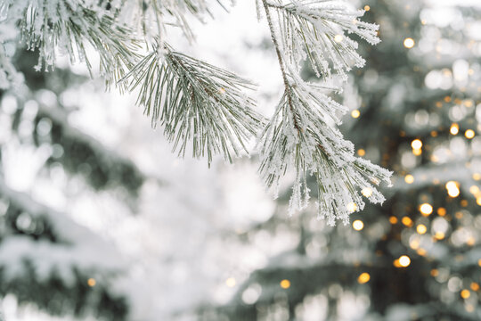 Snowy evergreen branch with warm golden bokeh in winter forest, festive holiday background.