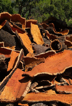 Newly harvested cork oak bark drying in the Algarve sunshine. Cork oak trees de-focused in the background. Quercus suber. Monchique, Algarve, Portugal. Copy space.