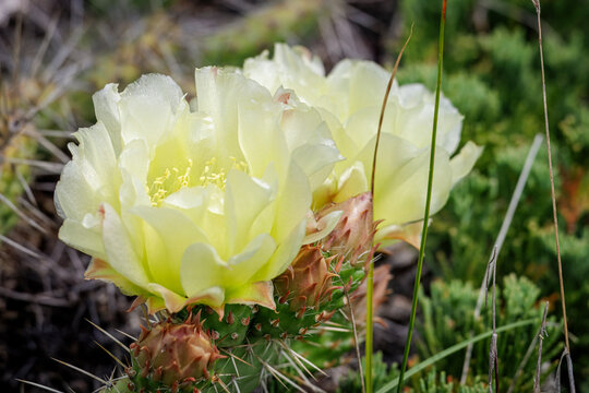 Bright Yellow flower of the Plains Prickly Pear (Opuntia polyacantha) Cactus Growing in Native Dry Open Prairie 
