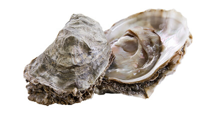 Opened and closed oysters with rough grey shells and glistening flesh © dominica