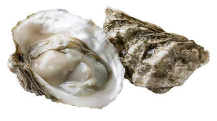 Fresh opened oyster with plump meat and rough shell © dominica