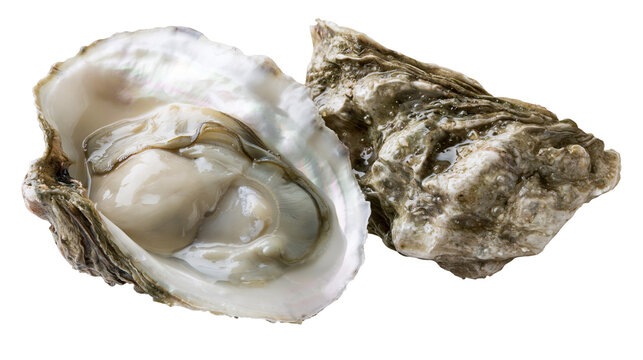 Fresh opened oyster with plump meat and rough shell
