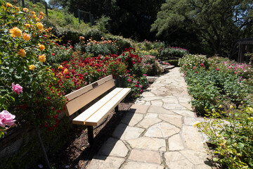 Colorful roses in full bloom line a stone pathway beside a wooden bench at the Berkeley Rose Garden in Berkeley, California, on a sunny spring day. Lush landscaping, mature trees, and flowers.