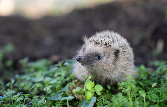 Alert hedgehog sniffing through lush garden groundcover with wide copy space for text in a horizontal scene. The portrait highlights biodiversity and a wildlife-friendly backyard habitat.