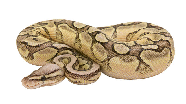 Ball python coiled with patterned scales and dark eyes