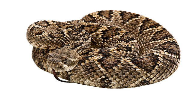 Diamondback rattlesnake coiled with tongue flicking