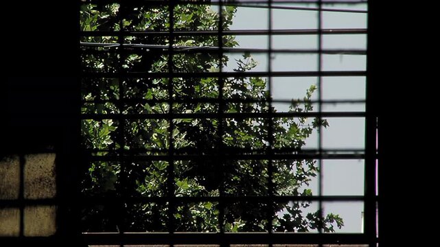 View Of Tree Leaves Moving In Wind Through Prison Cell Window Bars - 4K