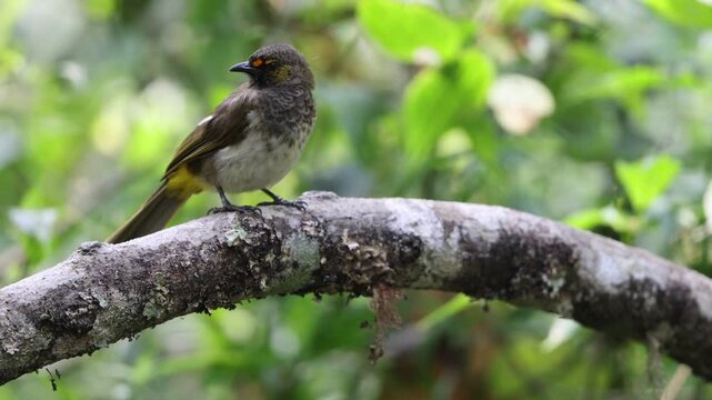 The orange-spotted bulbul (Pycnonotus bimaculatus tenggerensis) is a species of songbird in the bulbul family of passerine birds. This photo was taken in Java island, Indonesia.