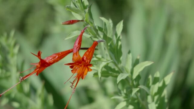 Red tubular wildflowers swaying against soft green foliage