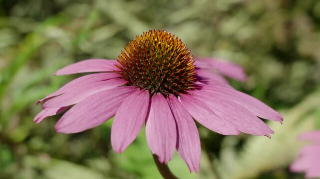 Pink coneflower blooming in a sunlit summer garden