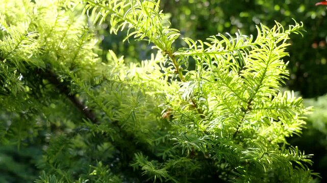 Sunlit Green Fern Foliage in a Lush Garden