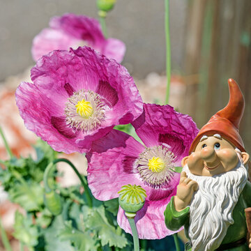 Bl&uuml;hender Schlafmohn, Papaver somniferum,