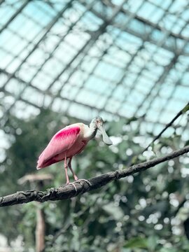 A vibrant roseate spoonbill with bright pink plumage and a distinctive spatula-shaped bill standing on a branch inside a large greenhouse or aviary with a vaulted glass ceiling structure.