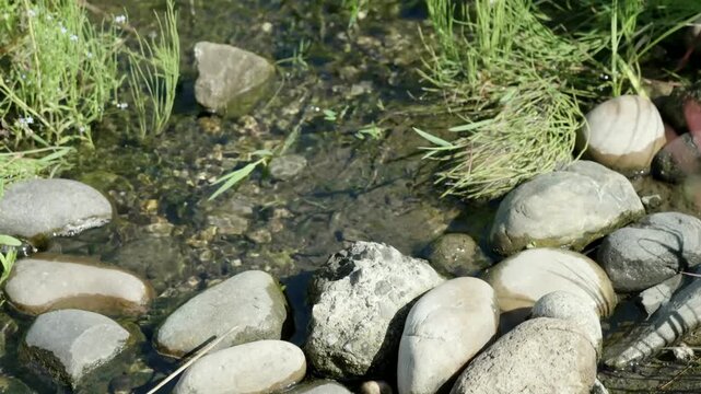 Clear Shallow Stream Flowing Through Smooth Rocks and Green Grass