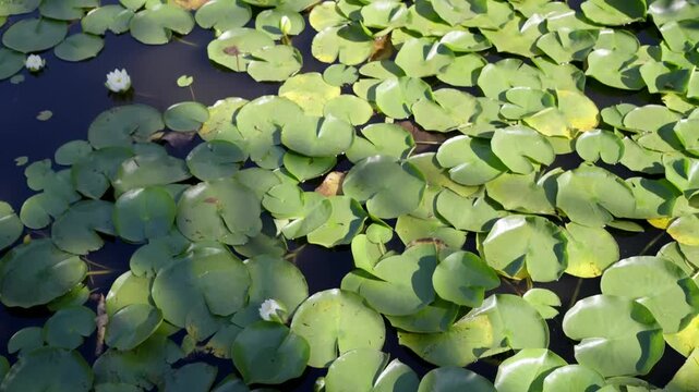 Sunlit green lily pads and white water lilies floating on a pond