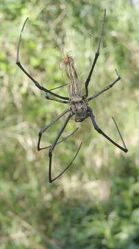 Giant Golden Orb Weaver on web in natural green habitat