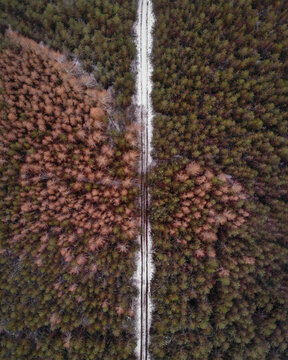 Aerial view of a straight path cutting through the dense pine trees of Cannock Chase Forest with light snow on the ground in Staffordshire, England, United Kingdom.