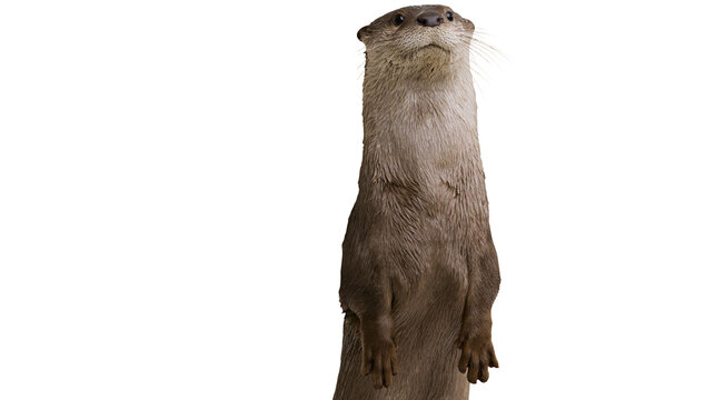 Brown otter standing upright on hind legs looking up