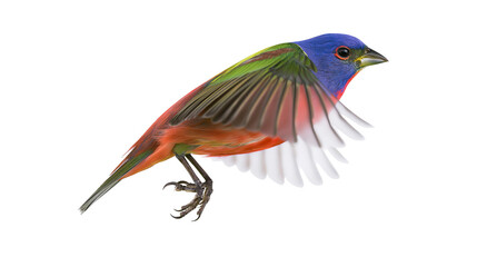 Fototapeta premium Painted bunting bird in flight with wings spread
