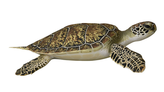 Green sea turtle swimming detailed shell pattern, white