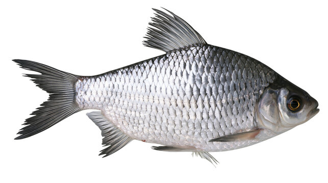 Silver fish with scales and fins