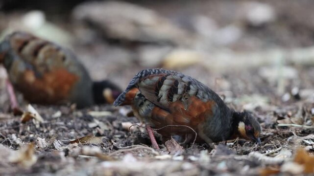Chestnut-bellied partridge (Arborophila javanica) also known as chestnut-bellied hill-partridge or Javan hill-partridge in Java Island, Indonesia