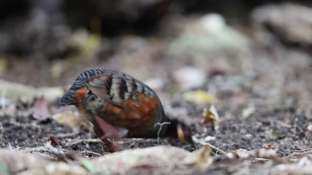 Chestnut-bellied partridge (Arborophila javanica) also known as chestnut-bellied hill-partridge or Javan hill-partridge in Java Island, Indonesia