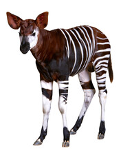 Naklejka premium Okapi wild horse creature with zebra stripes