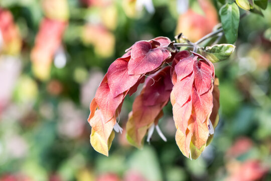 Beautiful shrimp plant (Justicia brandegeeana) flowers.