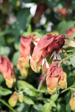 Beautiful shrimp plant (Justicia brandegeeana) flowers.