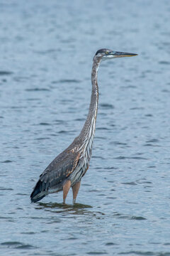 Great Blue Heron wading through the water at Corpus Christi. Texas