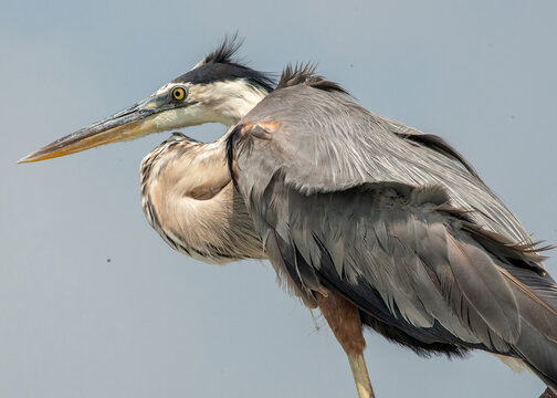 Great Blue Heron seen in at Corpus Christi, Texas