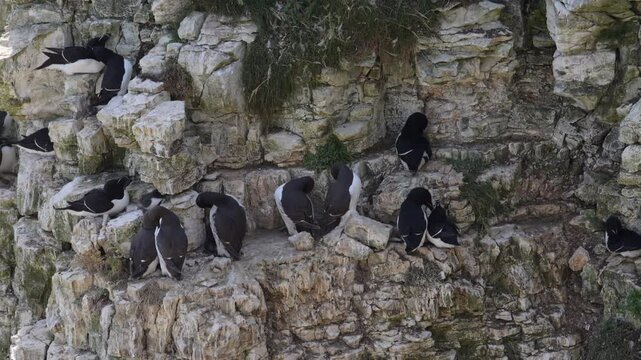 guillemots nesting at Bempton Cliffs