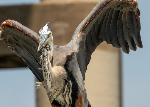 Great Blue Heron seen in at Corpus Christi, Texas