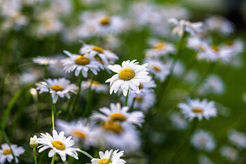 Fototapeta premium White Daisy Flowers in a Sunlit Spring Meadow With Soft Bokeh and Close-Up Detail