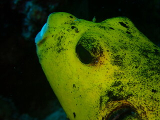 Blackspotted Puffer Arothron nigropunctatus Close Up Underwater © Andrea