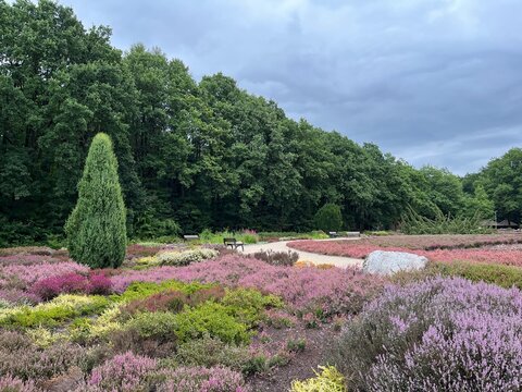 Heidebl&uuml;te in vielen Farben im Heidegarten Schneverdingen 