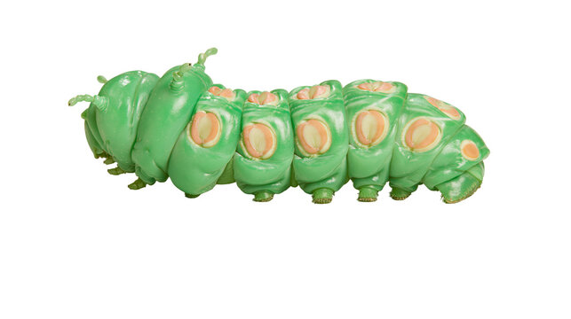 Bright green caterpillar with segmented body and orange spots