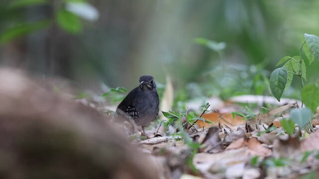 Sunda Thrush (Zoothera andromedae),Slaty blue-gray thrush with beautiful black-and-white-scaled sides and a subtle but distinctive face pattern.